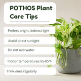 3 Mixed Pothos Live Plants in 4 Inch Pot, 3-6" Live Pothos Plant, Assorted Vine Houseplant for Hanging Basket, Garden Pots