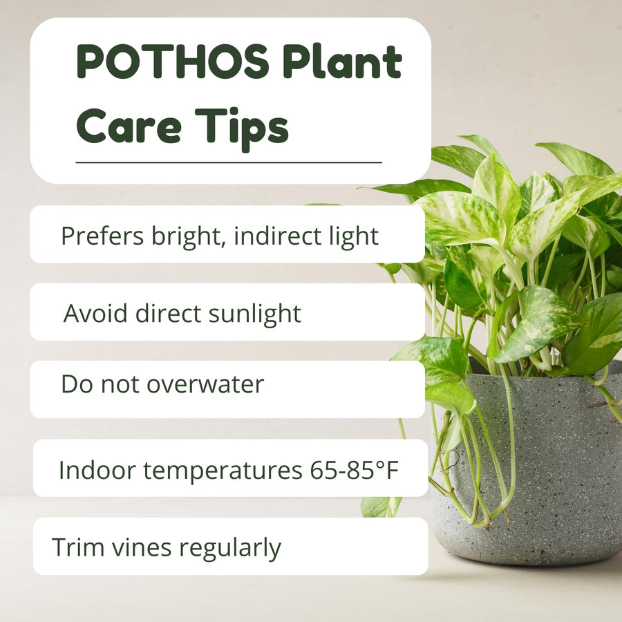 3 Mixed Pothos Live Plants in 4 Inch Pot, 3-6" Live Pothos Plant, Assorted Vine Houseplant for Hanging Basket, Garden Pots