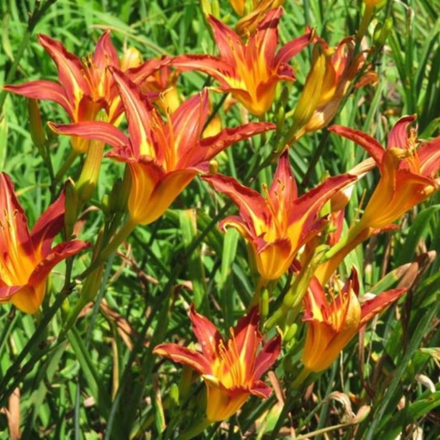 5 Orange Daylily Roots, Hardy Perennial Flower for Garden Beds and Borders Planting, Easy Care, Ready to Grow