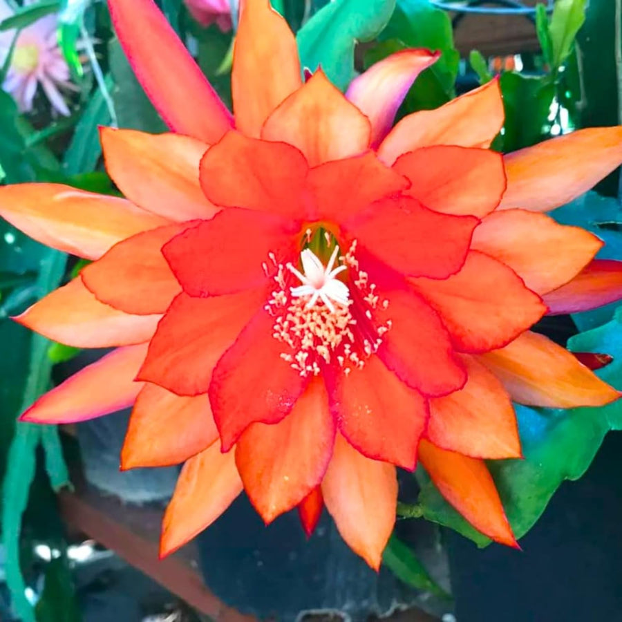 2 Orange Epiphyllum Orchid Cactus Live Plants, 6-8" in Tall Succulent for Indoor Outdoor Home Decor, Cold Hardy, Spring Planting