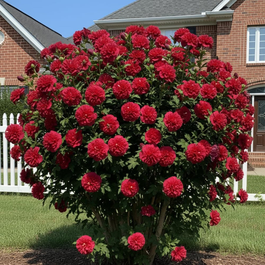 04 Althea Rose of Sharon Plants Live Trees, 1-2 Ft Dormant Bare Roots, Hardy Hibiscus Flowering Shrub, Vibrant Outdoor Spring Planting, Fast-Growing Perennial (Red)