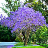 Jacaranda Tree Live Plant, 4-6 Inches Tall, Blue Purple Flowering Ornamental Tree for Outdoor Planting
