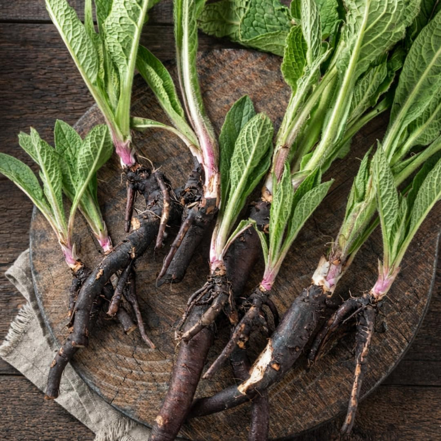 10 Live Comfrey Roots, Comfrey Rhizomes, 3-6 Inches Tall, Perennial Herb for Planting