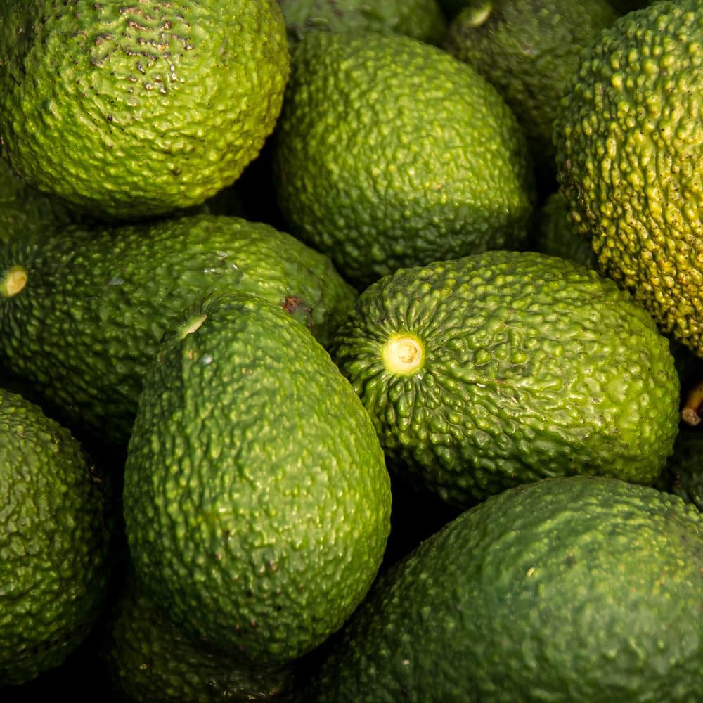 Avocado Plant Live, HASS Avocado Tree, 15-20 Inc Tall, 1 Year Old Fruit Tree for Backyard and Outdoor Garden