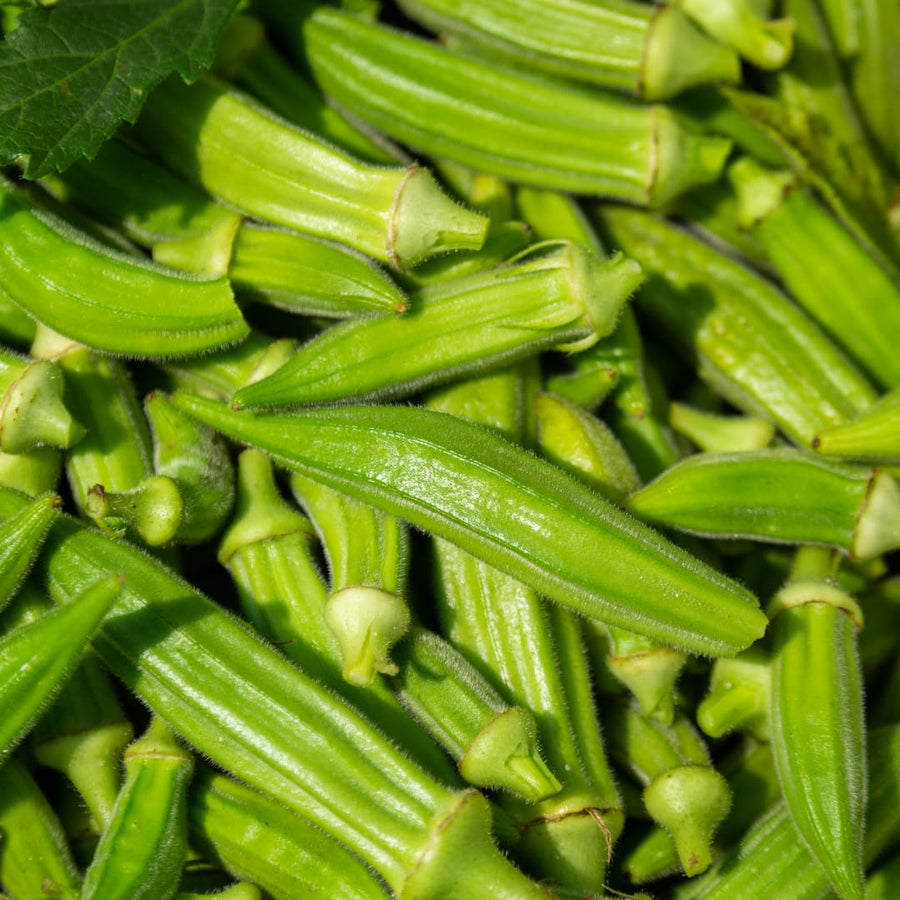 2 Live Green Okra Plants, 4 to 8 Inches Tall, Okra Starter Plants, Fast-Growing Vegetable Plants for Raised Beds and Gardens