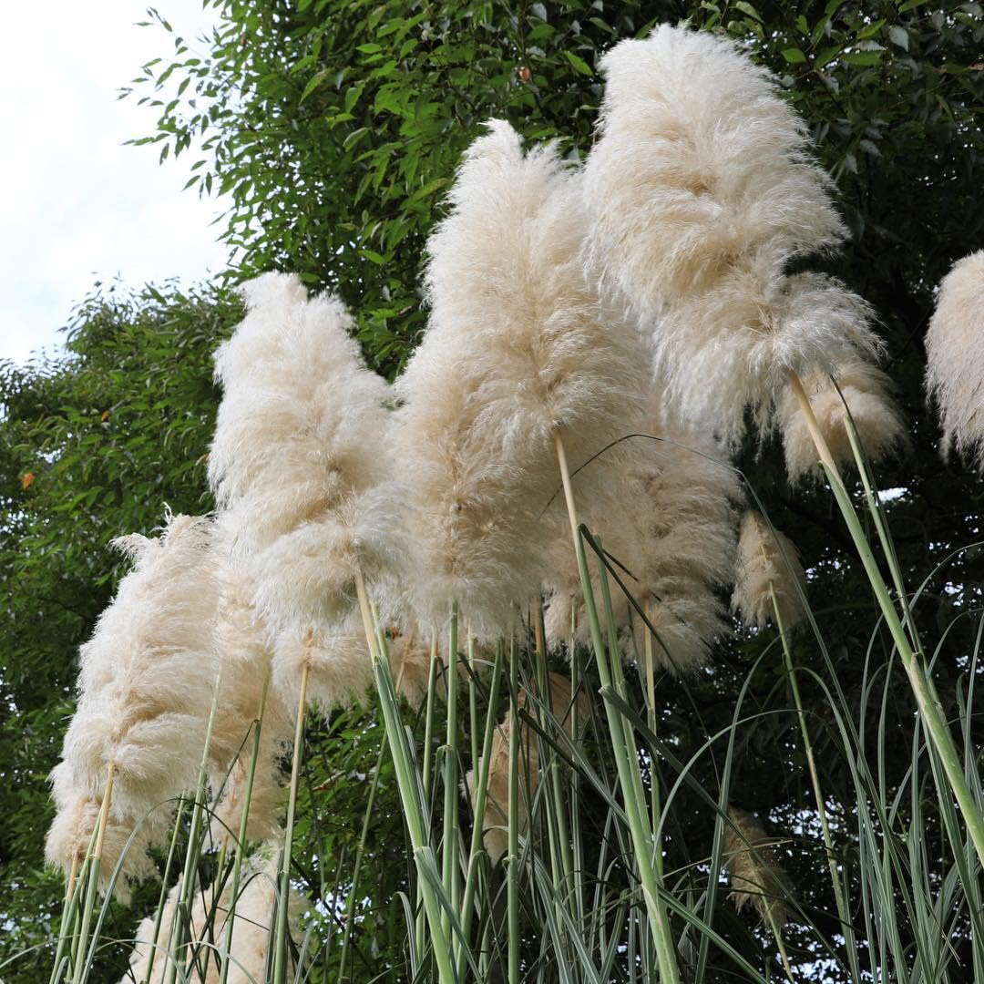 2 Mixed Pampas Grass Plants Live, Live Pampas Grass Plant Ornamental Grass Plant Perennial, from 5 Inc to 7 Inc Tall
