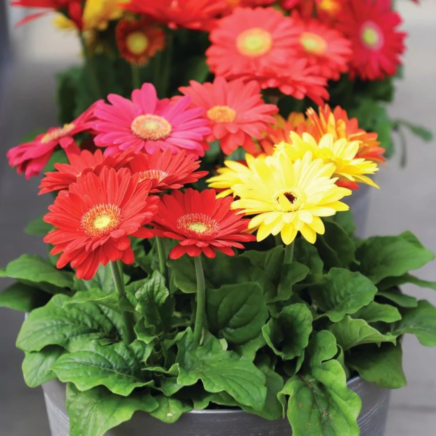 2 Random Gerbera Daisy Plants Live, Gerbera Daisies Flower Plants 5 to 7 Inches Tall, Ready to Bloom, Hardy Outdoor Plant