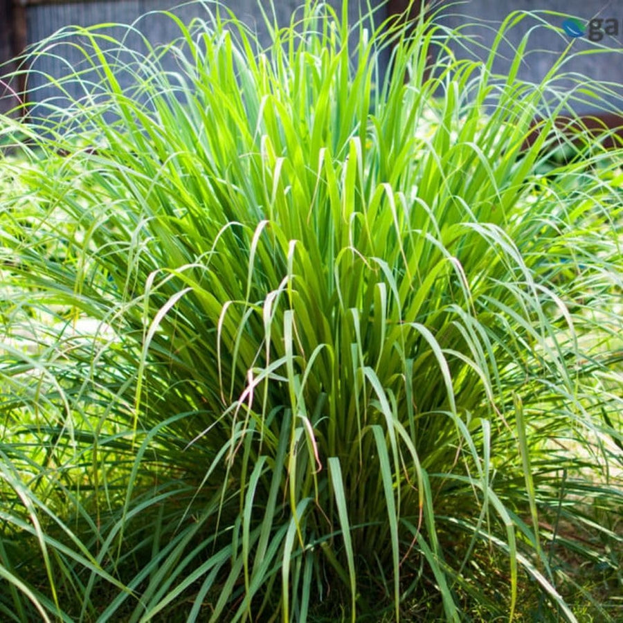 Pack 800 Lemongrass Seeds for Indoor or Outdoor Growing, Fragrant Culinary Seeds for Planting