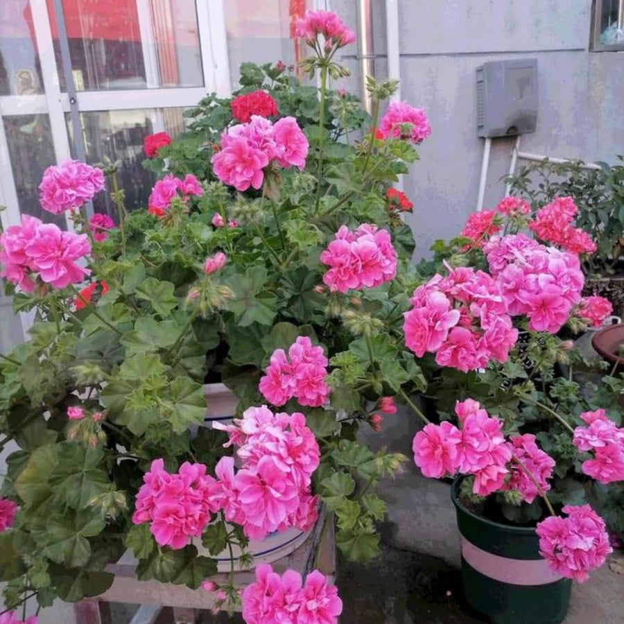 2 Pink Geranium Plants Live, 3 to 6 Inches Tall, Geranium Flower Plants Indoor Outdoor, Geranium Plant, No Potted