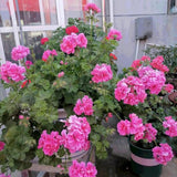 4 Geranium Plants Live, Live Geranium Plants, Pink Geranium Flower Plant Indoor Outdoor, 5 to 8 Inches Tall, Geranium Plant