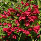 Red Weigela Tree Live Plant in 4 Inch Pot, Weigela Blooming Shrub, Vibrant Flowering Starter Plant 4-7" Tall for Outdoor Gardening