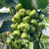 Sweet Green Wax Apple Tree Live Plant, 3 Feet Tall Tropical Fruit Tree, Zones 9-11 for Outdoor Indoor Planting, Rare Fruit