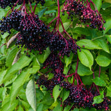 Elderberry Plants Live for Planting, Black Elderberry Tree in 1 Gallon Pot, 2-3 Feet Tall, Edible Fruit for Outdoor Garden
