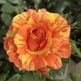 Rose Bush Live Plant - Rose Plant Live Shrub - Bareroot with Soil 5-10 Inch Tall - Fragrant Rose Flowers Heirloom Rose Shrub - No Pot (Rare Orange Rose)