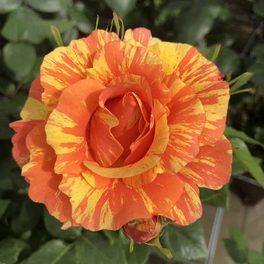 Rose Bush Live Plant - Rose Plant Live Shrub - Bareroot with Soil 5-10 Inch Tall - Fragrant Rose Flowers Heirloom Rose Shrub - No Pot (Rare Orange Rose)