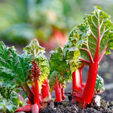 Set 10 Rhubarb Roots for Planting, Red Rhubarb Plants Roots, Outdoor Garden Planting