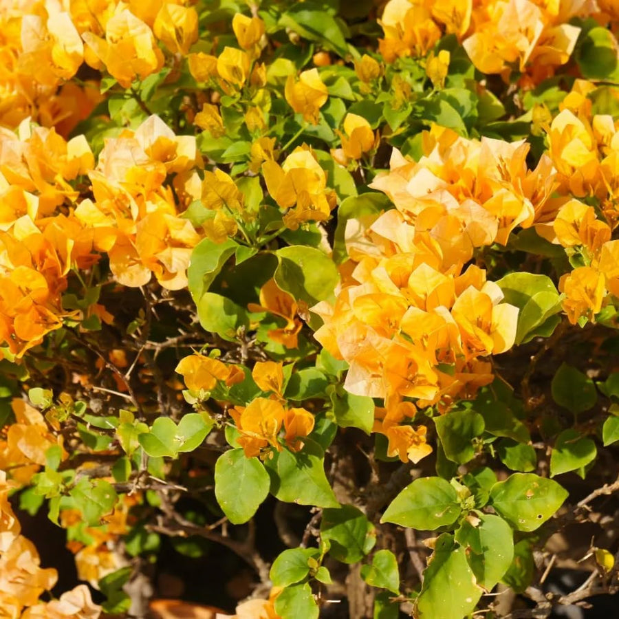 2 Trailing Bougainvillea Plants Live, Hardy Flowering Bougainvillea Plants for Hanging Basket, Container Growing, 4-8 Inches Tall (Golden)