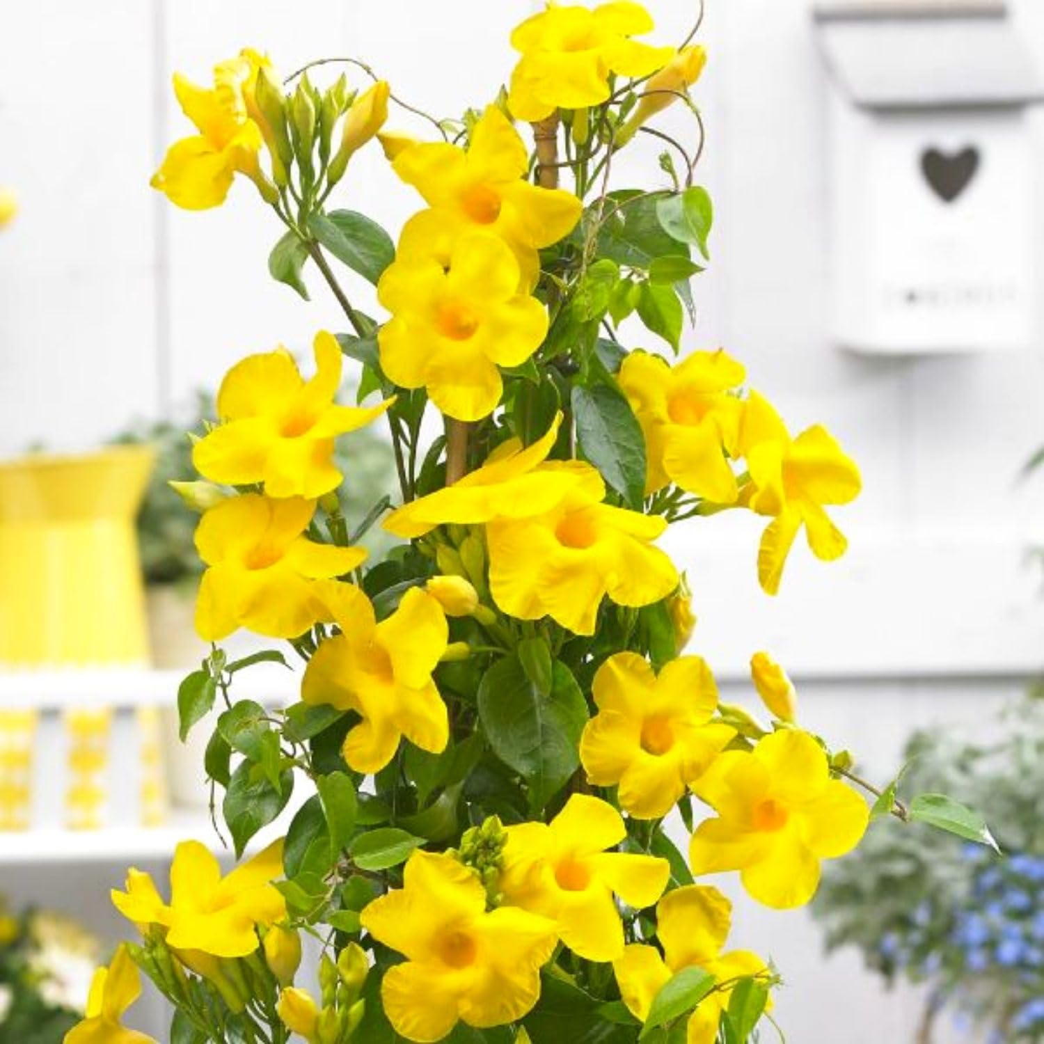 2 Mandevilla Plants Live, Mandevilla Tropical Plant, Yellow Mandevilla Plants, 5 to 6 Inc in Height Live Plant, Indoor or Outdoor