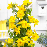 Yellow Mandevilla Live Plants Vine, Set 2 Plants, Live Mandevilla Flower Plants Gardening Indoor Planting Outdoor