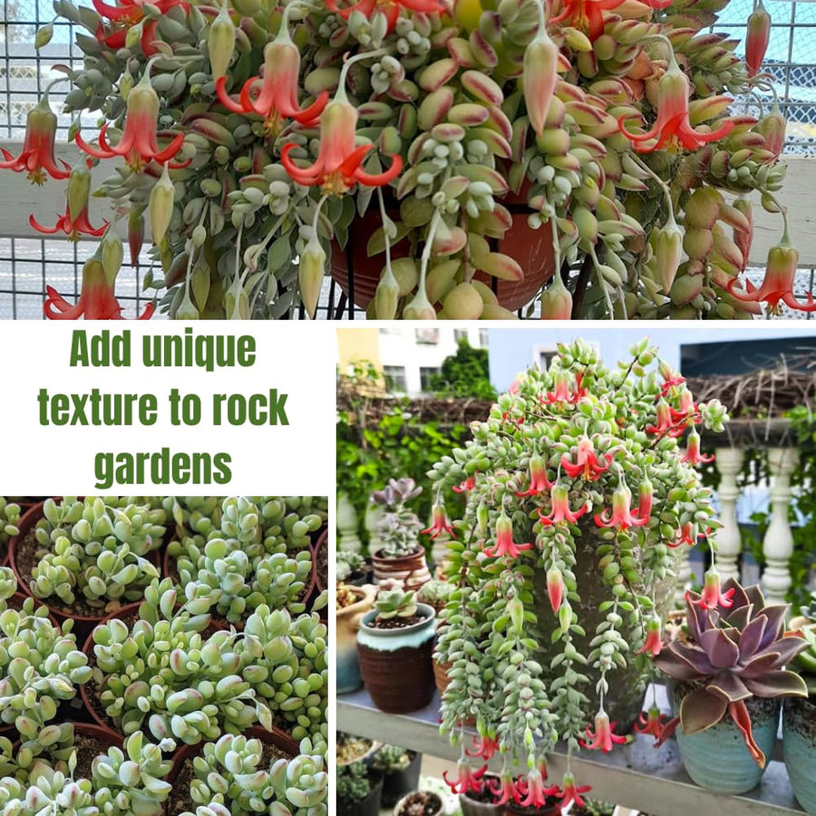 Cotyledon Pendens Succulent Live Plant Potted, Trailing Succulent Rare House Plant for Home Office Decoration, Indoor Outdoor Growing, 2" Pot, Starter Plants