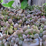String of Watermelon Live Plants, Easy Indoor Trailing Succulent in 2.5" Pot, Hanging Succulent Houseplant Indoor Outdoor Planting