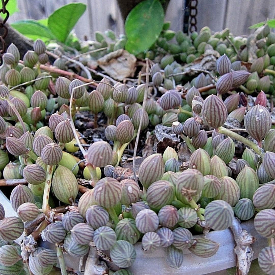 String of Watermelon Live Plants, Easy Indoor Trailing Succulent in 2.5" Pot, Hanging Succulent Houseplant Indoor Outdoor Planting