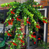 Rare Twisted Curly Lipstick Plant Live, Aeschynanthus Lipstick Houseplant in 3" Potted, Indoor Outdoor Trailing Plants