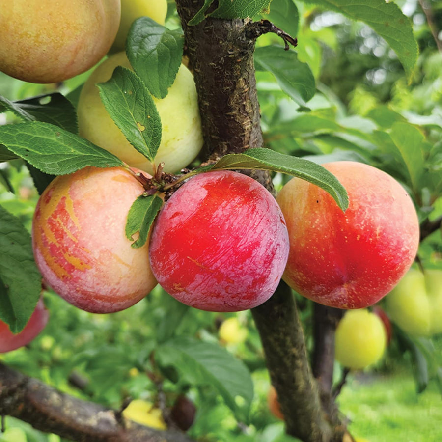 Pack 2 American Plum Trees Live Plants, Bareroots Dormant, 18-24 Inch Height, Plum Plants Live for Planting Outdoors, Plum Tree Plant