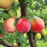 2 Plum Plants Live for Planting 12-18 Inch Tall, American Plum Tree Live Plant, Plum Tree Plant Live to Grow Outdoors, Dormant Bareroots