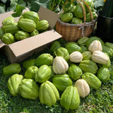 Chayote Squash Plant Live, Vegetable Plant, 8-10 Inches Tall, Outdoor Planting