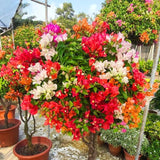 2 Trailing Bougainvillea Plants Live, Hardy Flowering Bougainvillea Plants for Hanging Basket, Container Growing, 4-8 Inches Tall (Mixed)