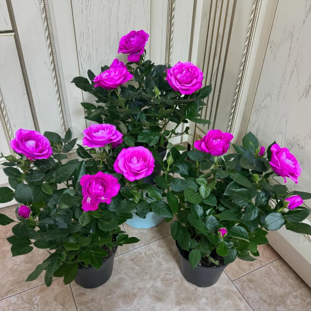 Miniature Rose Plant, Live 3.5” Potted Rose, Compact, Colorful Flowering Rose Bush for Indoor Outdoor Gardens (Magenta)