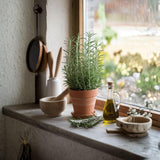 Rosemary Live Plant 4-7 Inches, Herb for Growing Indoor Outdoor, Perennial Rosemary Plants, 2 Plants per Pot