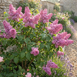 Pink Lilac Plants 12–18" Tall, Well Rooted Live Flowering Lilac Shrubs for Patio, Container and Backyard Landscaping