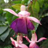 Fuchsia Plant, 3 to 4 Inch Tall Fuchsia Plants Live, Hanging Fuchsias Plants Well Rooted for Planting, Hardy Fuchsias Live Plants, Perennial, Colorful Flowers (Purple White Flowers)