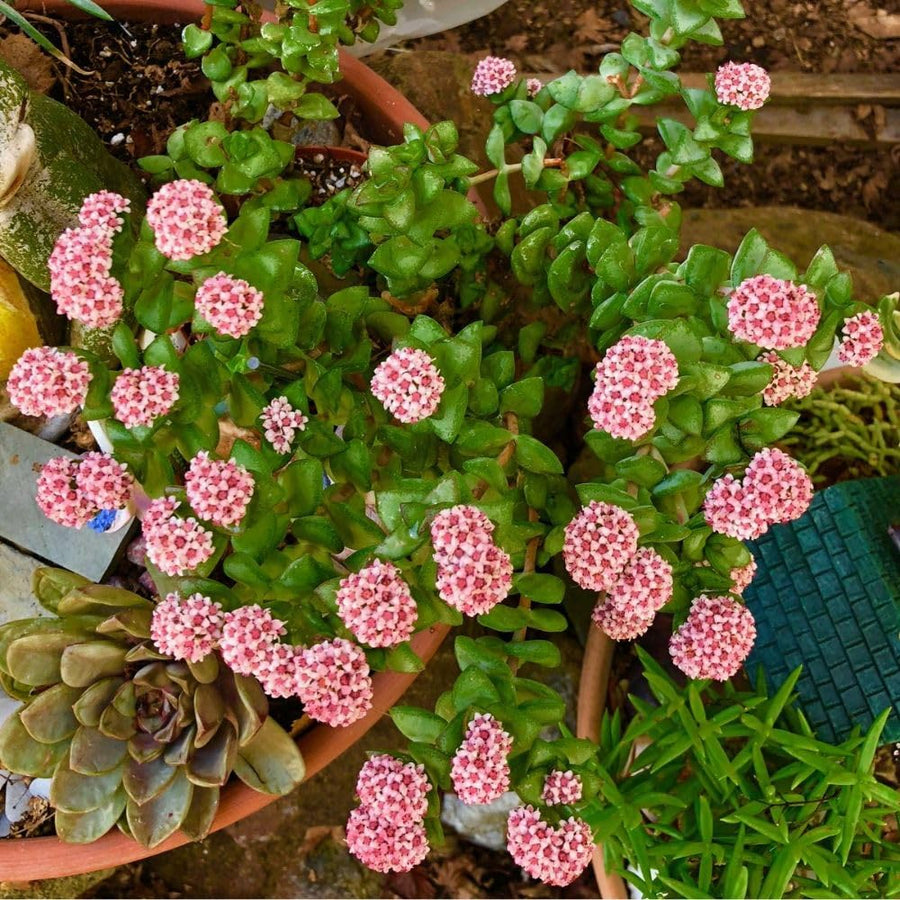 Spring Crassula Live Succulent Plant 2 Inch Pot, Spring Crassula Plant, Live Succulent Cactus Plants
