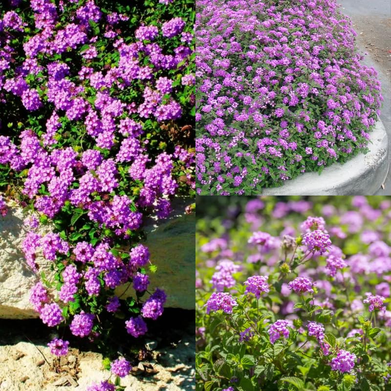 Pack 2 Lantana Live Plants, Lavender Trailing Lantana Flowering Plants 4-8 Inches, Ready to Plant Outdoor