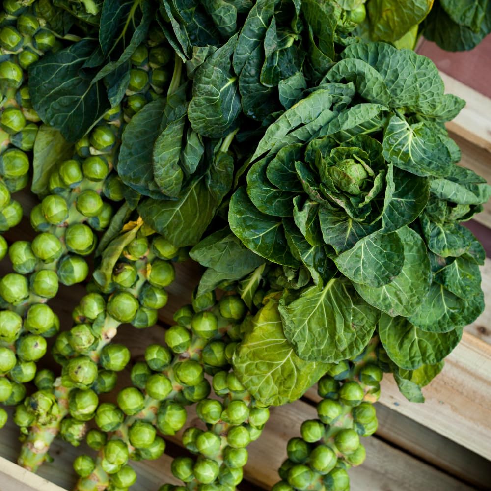 2 Brussel Sprouts Plants Live, Brussel Sprouts Live Plant, Vegetable Live Plant for Gardening, 4 to 6 Inc Long