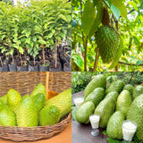 Soursop Tree Live Plant in 4" Pot, Tropical Annona Muricata Guanabana Seedling Size 5-8" in Tall, Zones 9-11, No CA