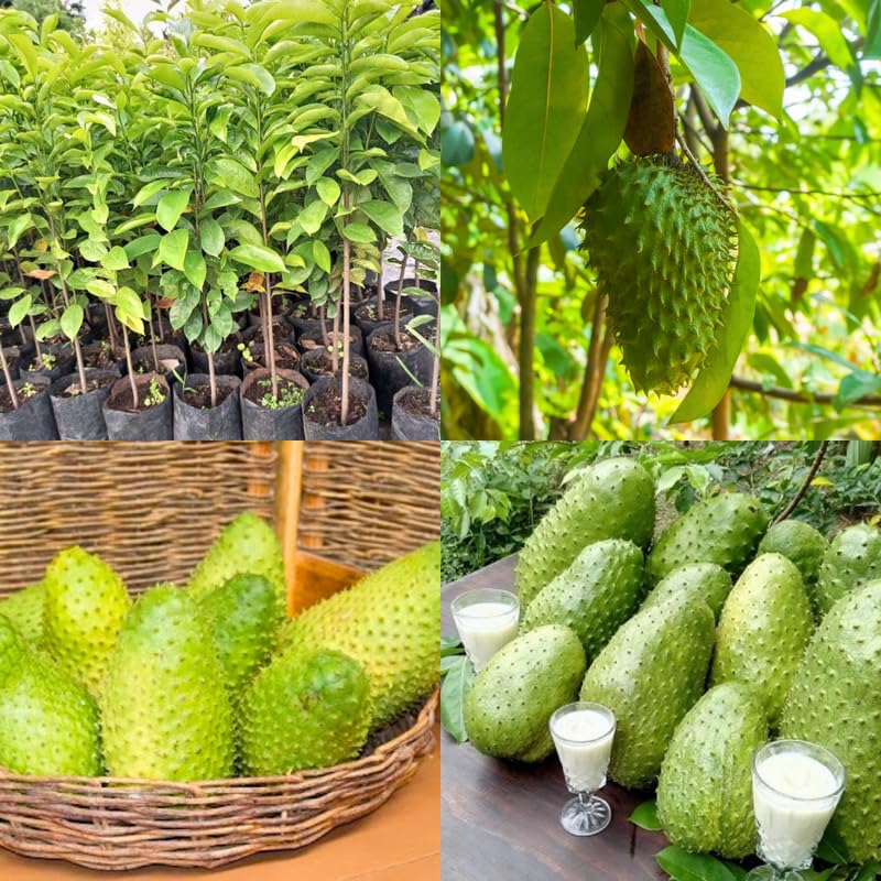 Soursop Tree Live Plant in 4" Pot, Tropical Annona Muricata Guanabana Seedling Size 5-8" in Tall, Zones 9-11, No CA