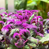 Gynura Plant Live, Purple Velvet Plant, Purple Passion Plants, 4in Potted, Indoor or Outdoor Planting