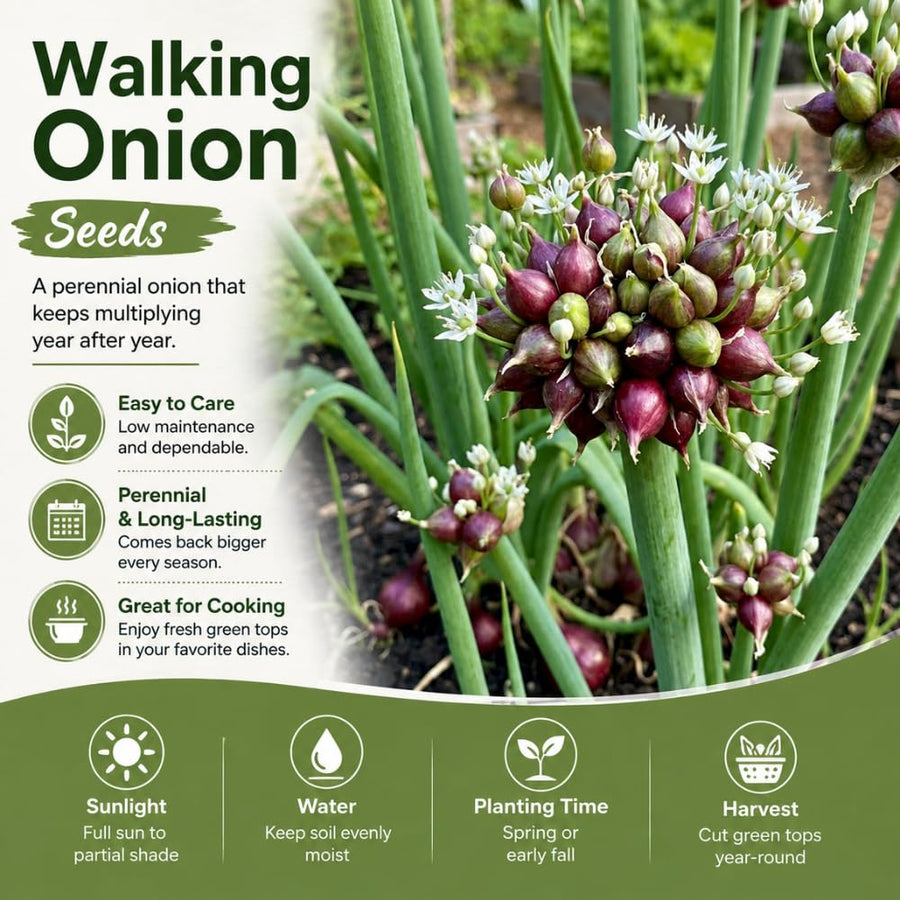Pack 200 Walking Onion Seeds, Walking Onion Seeds for Planting, Hardy Onions, Perennial Vegetable for Backyard Garden