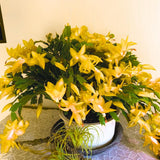 Yellow Christmas Cactus Plant Live Christmas Cactus, Holiday Cactus Live Plant Pot, Houseplant, 5 to 7 Inc Tall