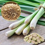 Pack 800 Lemongrass Seeds for Indoor or Outdoor Growing, Fragrant Culinary Seeds for Planting