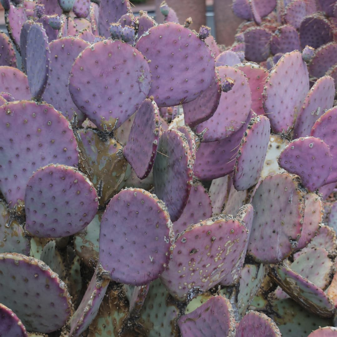 Live Purple Prickly Pear Cactus Plant, Cold Hardy Prickly Pear Succulent, 6-8 Inches Tall, for Outdoor or Container Growing