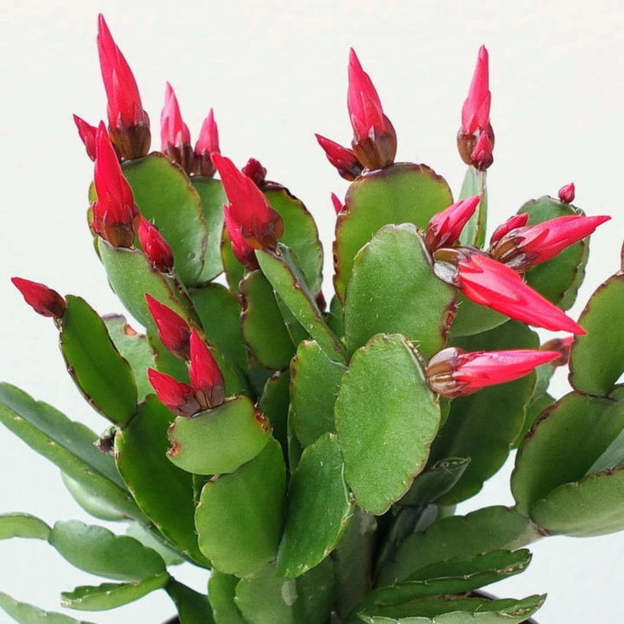 Easter Cactus Plants Live, Easter Cactus - 4 to 6 Inch Tall Houseplant Succulent Cactus Flower Plants, No Pot (Red Flowers)