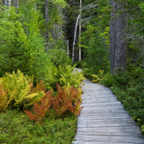 5 Cinamon Fern Rhizomes Live Plants for Planting, Ferns Live Plants Outdoors Indoors Full Shade, Bare Roots, Fast-Growing