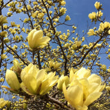 Yellow Magnolia Plant Live, 6-12 Inch Tall, Magnolia Tree in 2.5” Pot, Flowering Ornamental Tree
