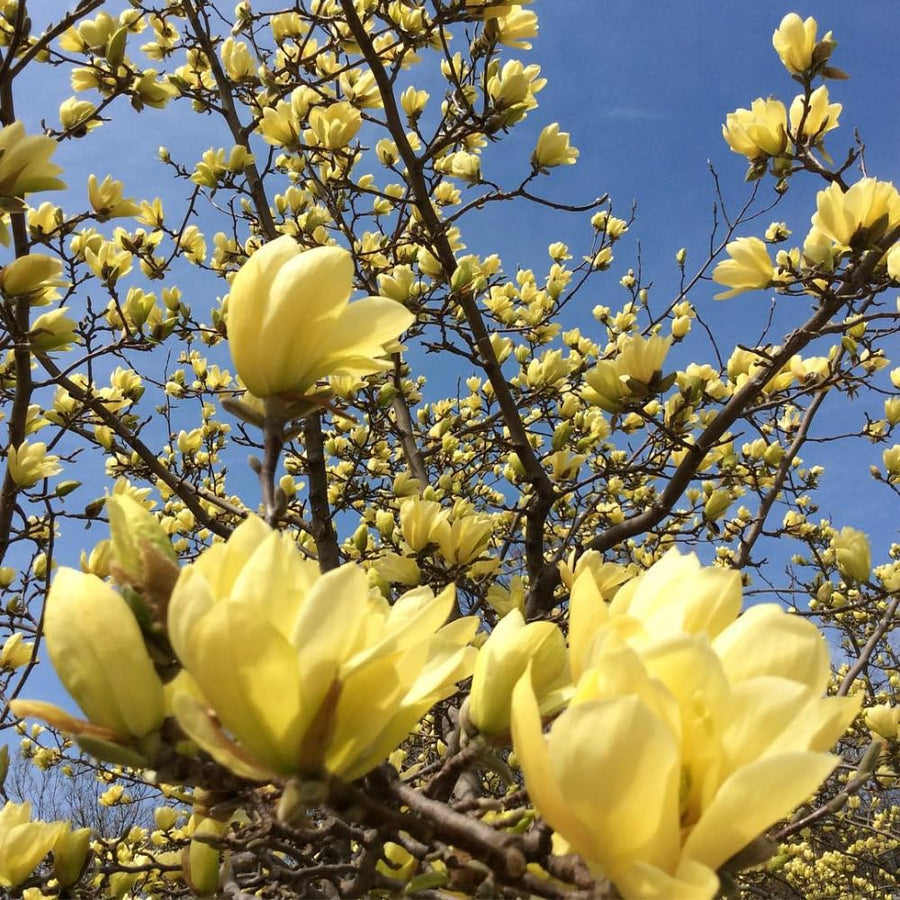 Yellow Magnolia Plant Live, 6-12 Inch Tall, Magnolia Tree in 2.5” Pot, Flowering Ornamental Tree