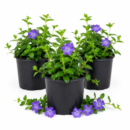 Pack 3 Vinca Minor Plants 4'' Pots, Purple Periwinkle Ground Cover Plants, Trailing Vines for Garden Borders and Landscape